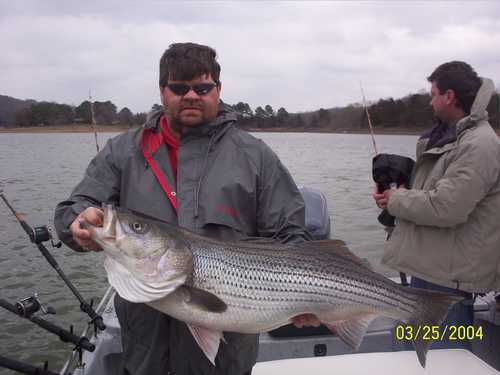 Nice Striped Bass