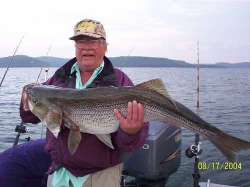 Nice Striped Bass