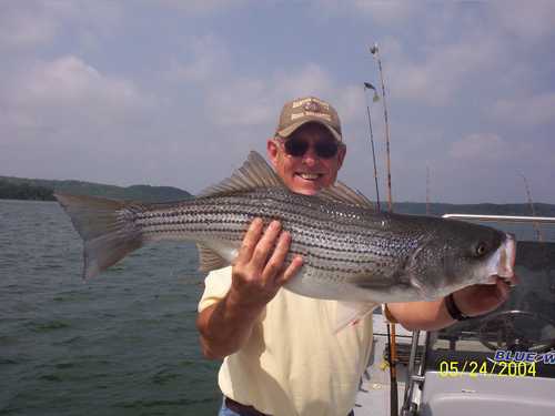 Nice Striped Bass