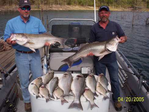 Nice Striped Bass