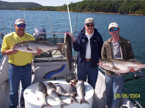 Nice Striped Bass