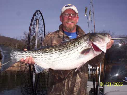 Nice Striped Bass