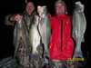 (12/27/2008) - Nice Striped Bass