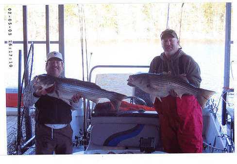 Nice Striped Bass