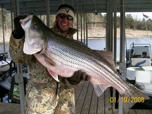 Nice Striped Bass