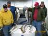(03/13/2008) - Nice Striped Bass