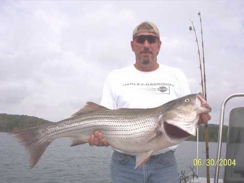 Nice Striped Bass