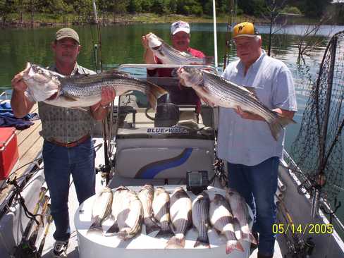 Nice Striped Bass