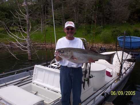 Nice Striped Bass