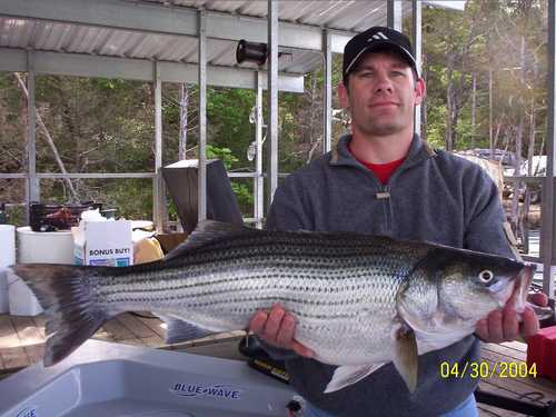 Nice Striped Bass