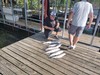 (06/22/2025) - Nice Striped Bass