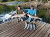 (08/15/2025) - Nice Striped Bass