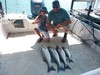 (08/03/2023) - Nice Striped Bass