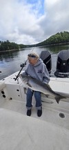 (05/24/2026) - Nice Striped Bass