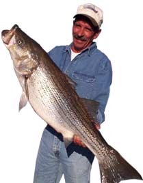 Large Catch - Striper Fishing
